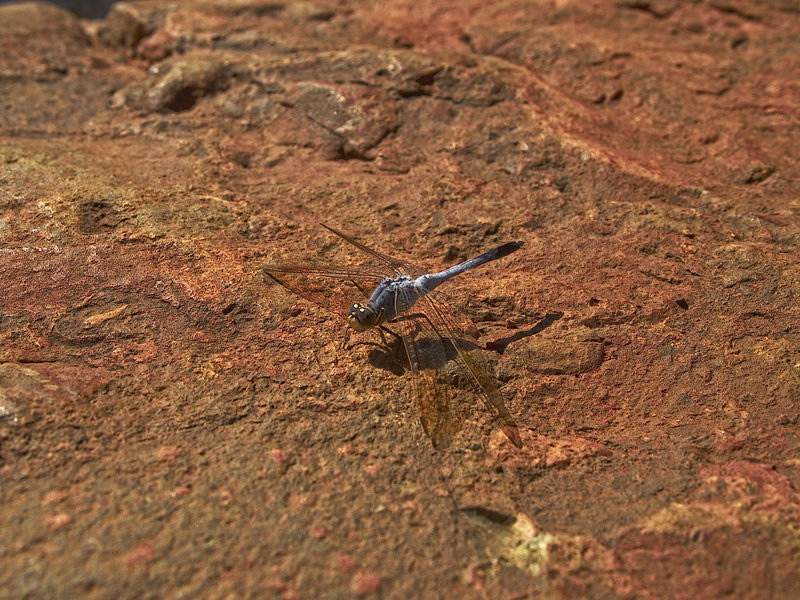 Kata Tjuta
